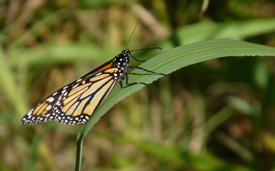 P1020833a.jpg